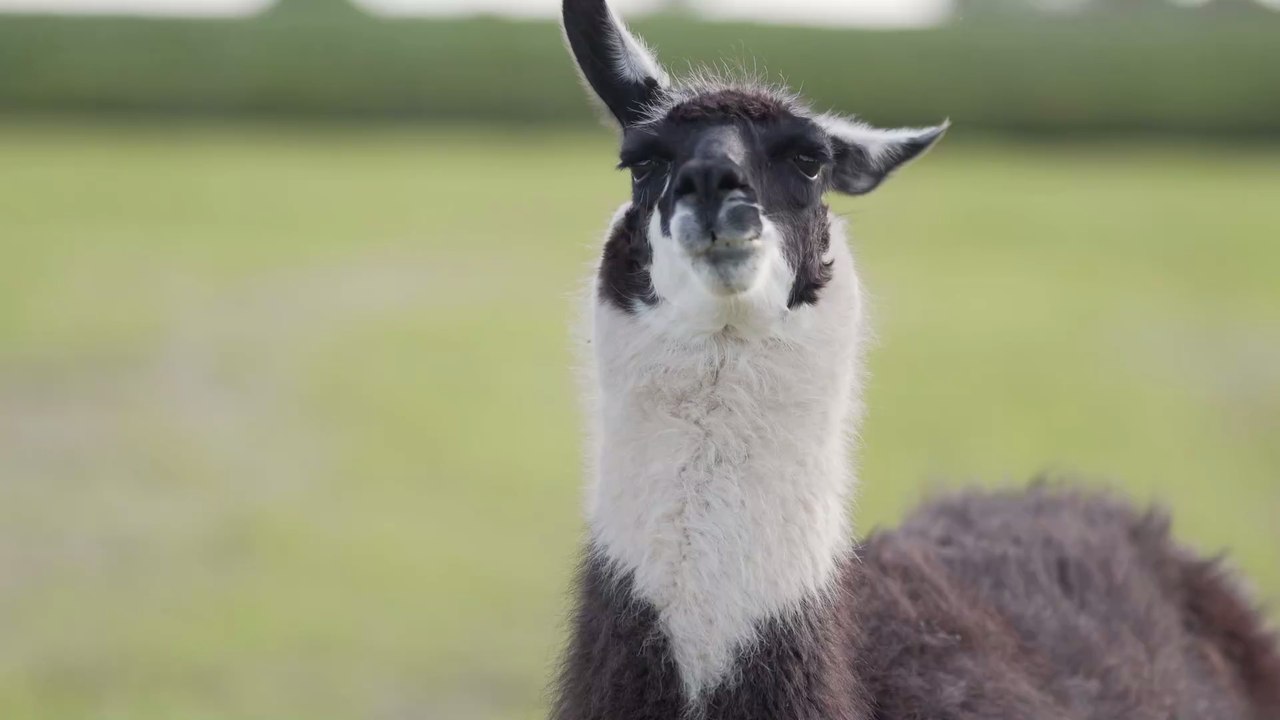 Mit Lamas gegen Covid-19: Neue Erkenntnisse sind vielversprechend