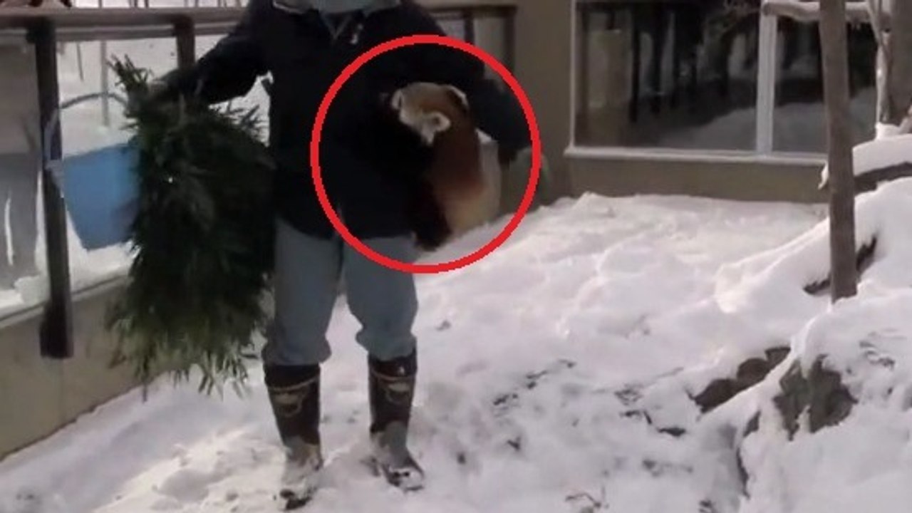 Ces deux pandas roux sont très attachés à cet homme. Ils ne veulent plus le lâcher !