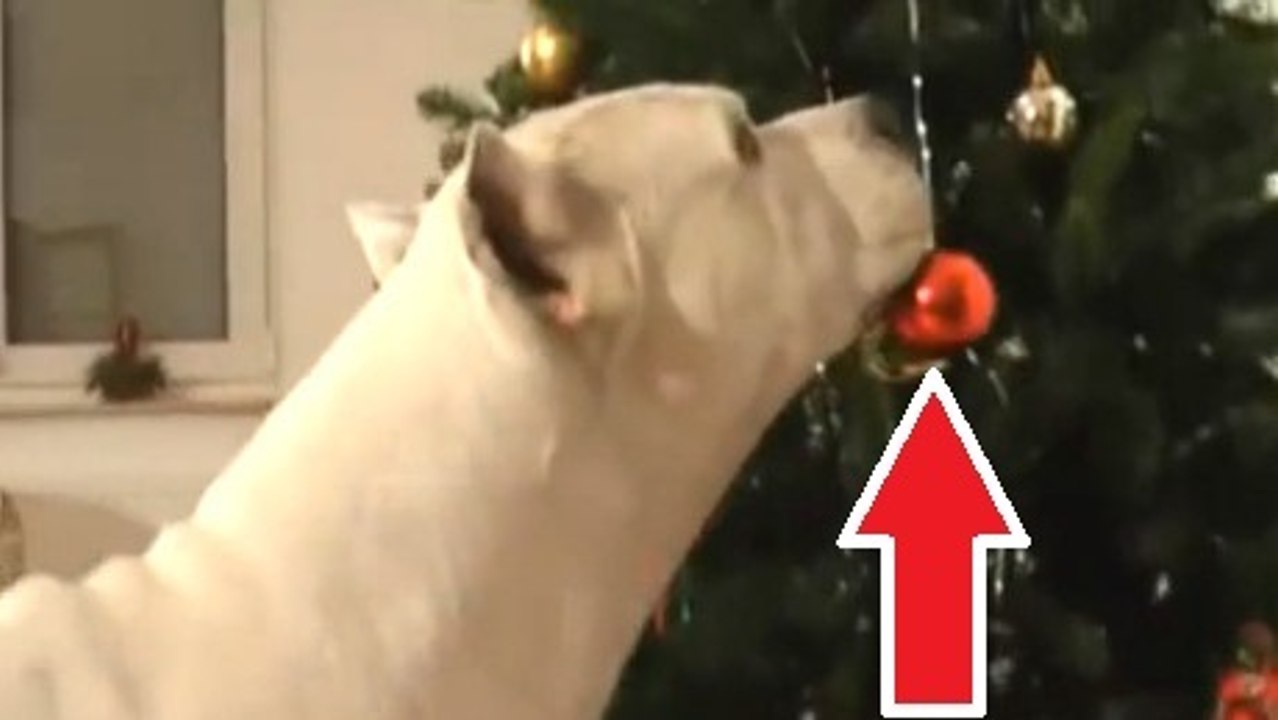 Ces chiens sont très impatients à l'idée de fêter Noël. Pas de doute, c'est bien leur fête préférée !