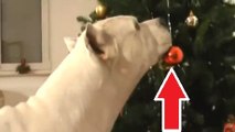 Ces chiens sont très impatients à l'idée de fêter Noël. Pas de doute, c'est bien leur fête préférée !