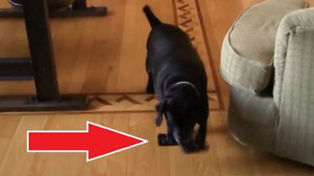 Quand cet homme est rentré, il ne s'attendait pas à trouver son chien comme ça. Vous allez le plaindre