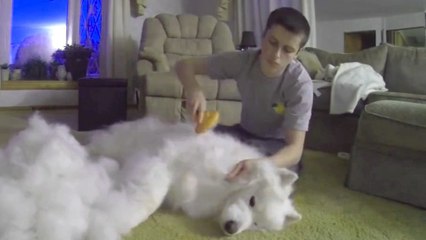 Cet homme a brossé son samoyède pendant une heure. Ce qu'il a trouvé à la fin est impressionnant !
