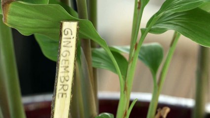 DIY Jardin - Faire ses propres étiquettes en bois