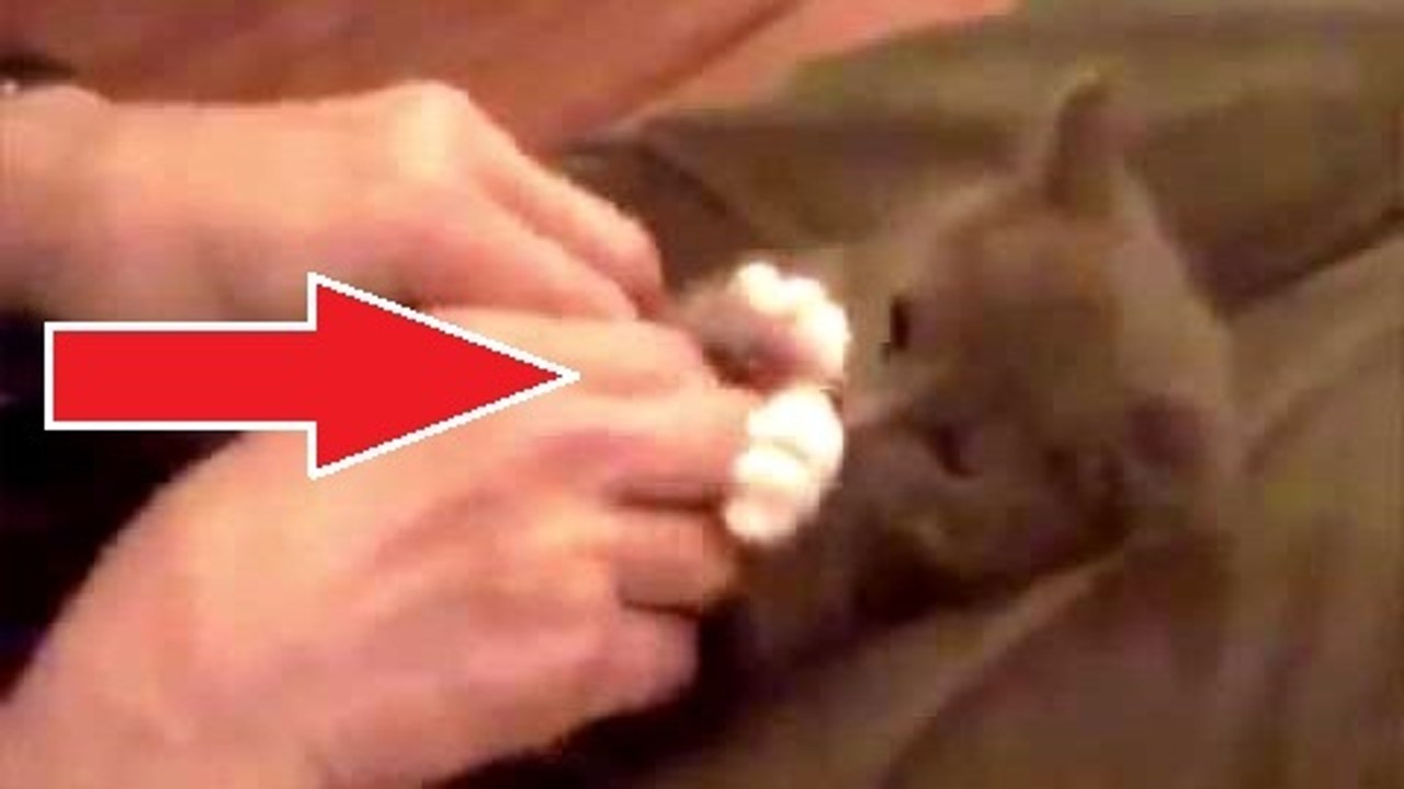 Ce petit chat a un réflexe hilarant quand on le caresse. Vous allez l'adorer