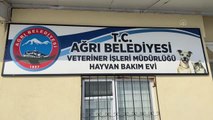 Şehre inen halsiz ve aç kurt rehabilitasyona alındı