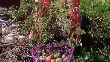 Atelier jardin - Comment arracher un plan de tomate ?