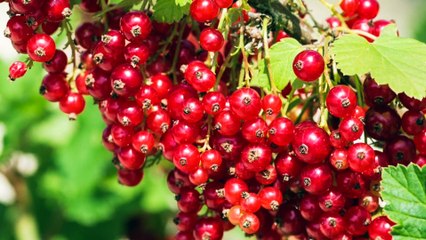 Atelier jardin - Comment bouturer le groseiller ?