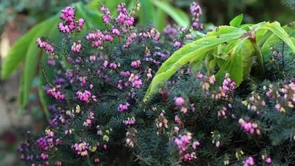 Atelier jardin - Comment tailler la bruyère ?