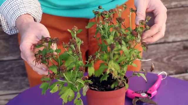 Atelier jardin - Comment redonner vie à un chrysanthème ?