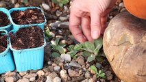 Atelier jardin - Comment réaliser des semis à partir de plantules ?