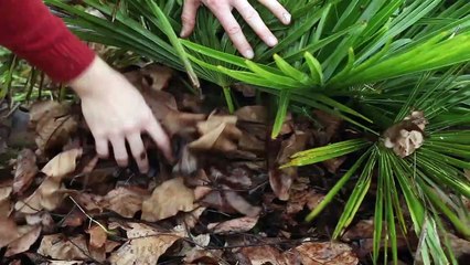 Atelier jardin - Comment protéger un palmier contre le froid ?