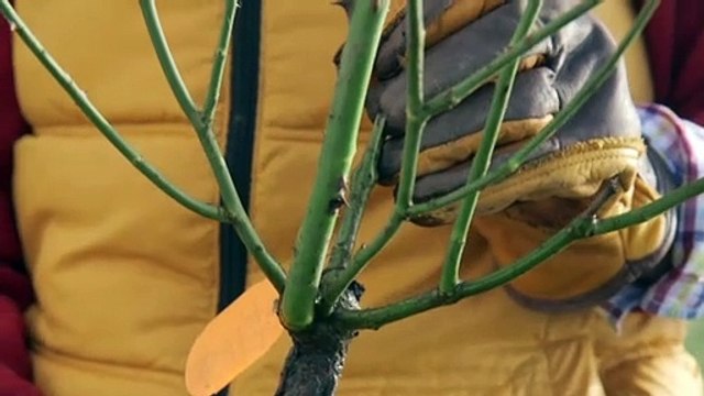 Atelier jardin - Comment préparer un pralin maison ?