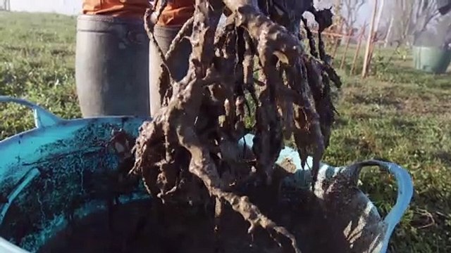 Atelier jardin - Comment planter un poirier racines nues ?