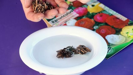 Atelier jardin - Comment planter des griffes de renoncules ?