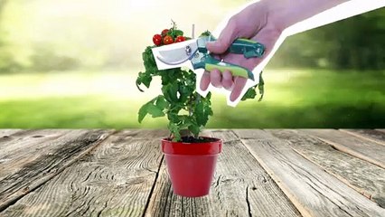 Atelier jardin - Comment multiplier le cassis par marcotte ?