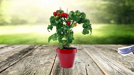 Atelier jardin - Comment planter des bulbes ?