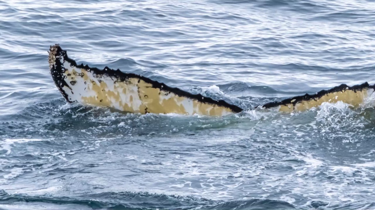 Eine neue Blauwalpopulation mit einzigartigem Gesang