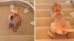 Ce petit labrador ne sait pas comment descendre les escaliers. Il le fait à sa façon !