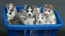 Cette chienne joue avec tous ses chiots. Ils vont tous vous faire craquer !