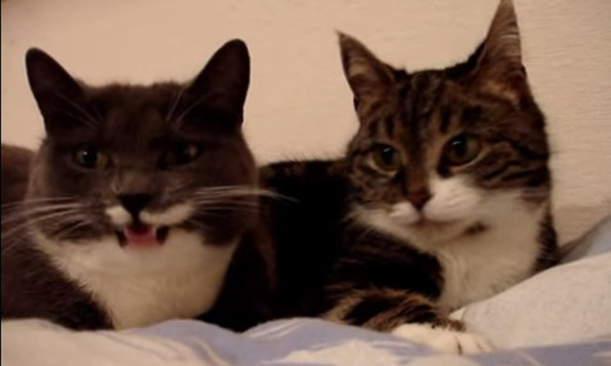 Ces deux chats se parlent. Le résultat est à mourir de rire