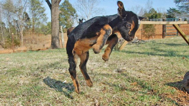 Ces petites chèvres qui viennent de naître ne tiennent pas en place. Elles ne peuvent pas s'empêcher de sauter !