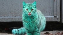 Tout le monde pensait que ce chat vert avait été la cible d'une mauvaise blague. La raison est plus surprenante