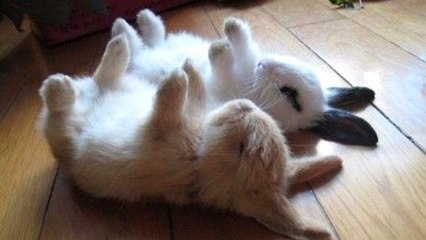 Ce petit lapin ne dort que s'il est sur le dos. Il va vous attendrir