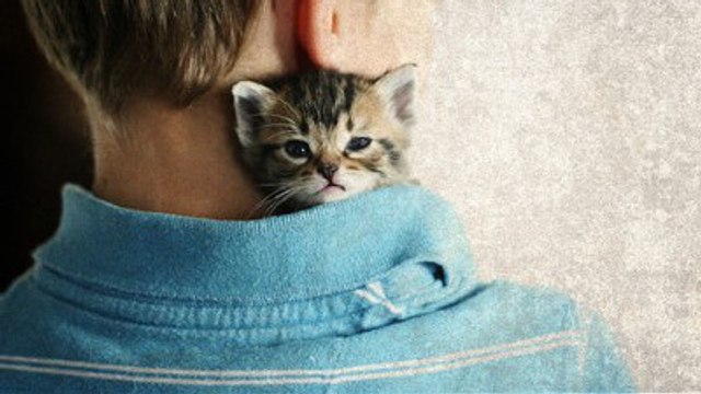 Ce bébé chat est déjà un vrai petit bagarreur. Vous allez craquer !