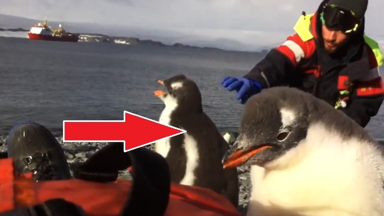 Cet adorable pingouin est un peu trop curieux. Il va beaucoup vous faire rire