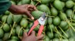 Avocados – An agribusiness opportunity in Nigeria