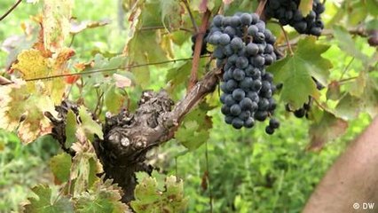 Making grapevines more weather resistant