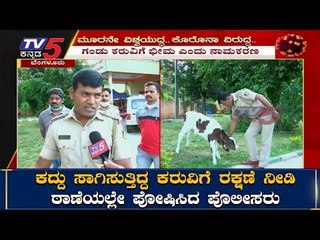 ಕದ್ದು ಸಾಗಿಸುತ್ತಿದ್ದ ಕರುವಿಗೆ ರಕ್ಷಣೆ ನೀಡಿ ಠಾಣೆಯಲ್ಲೇ ಪೋಷಿಸಿದ ಪೊಲೀಸರು| Inspector Rafi  | TV5 Kannada