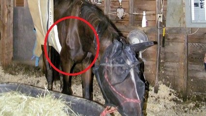 Ce cheval allait mourir de faim très bientôt. Mais une femme l'a recueilli