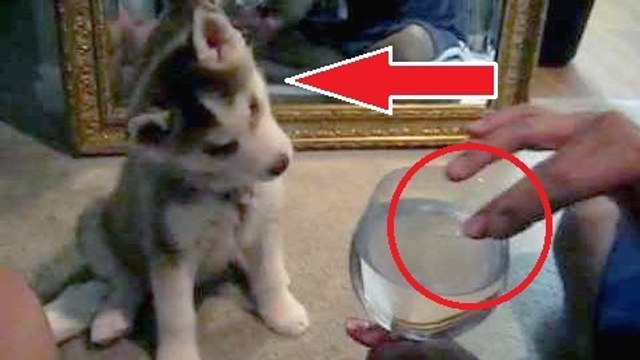 Ce petit chien a une réaction très étrange devant un verre. Il est hilarant