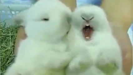 Ces petits lapins ne peuvent pas se séparer. Ils vont vous attendrir
