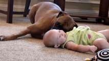 Ce bébé et ce boxer sont les meilleurs amis du monde. Ils vont vous faire craquer