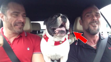 Ce bouledogue est un vrai fan de la Reine des Neiges. Il va vous faire craquer