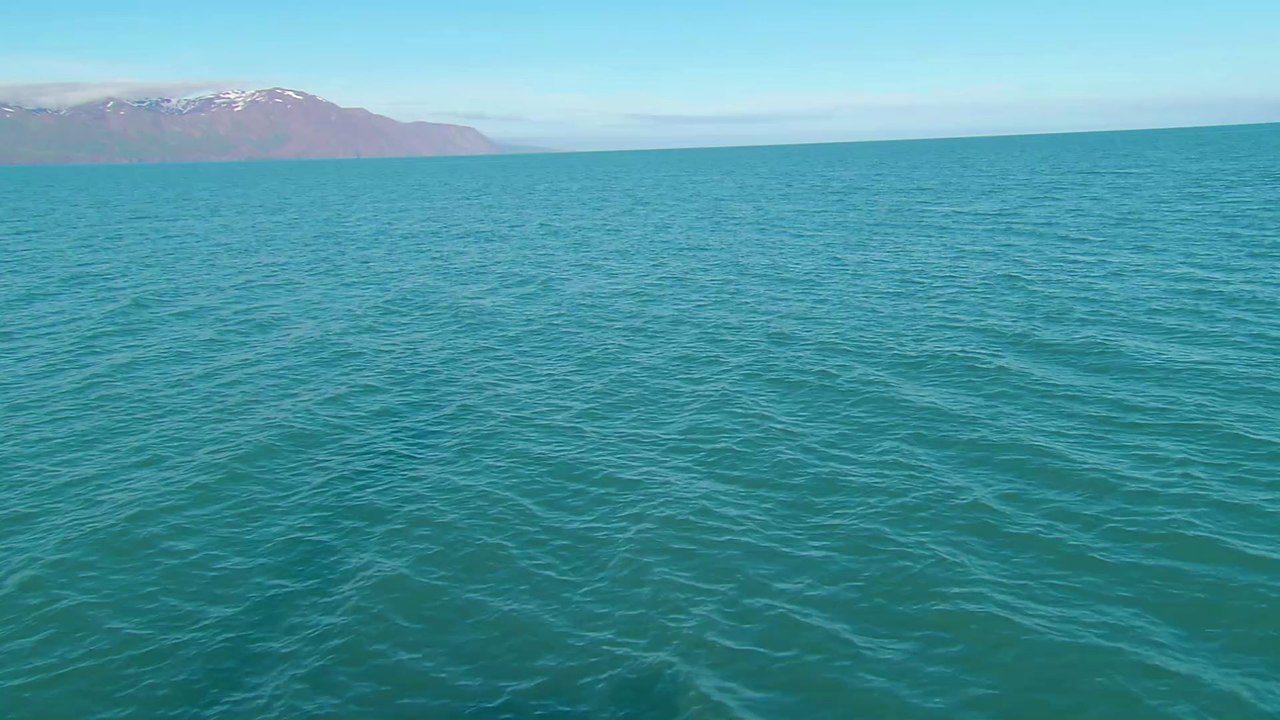 Neue Studien zeigen: Buckelwale sind raffinierte Meeres-Spione