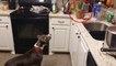 En voyant un ananas dans la cuisine, ce chien a une réaction étrange. Il va vous faire éclater de rire !