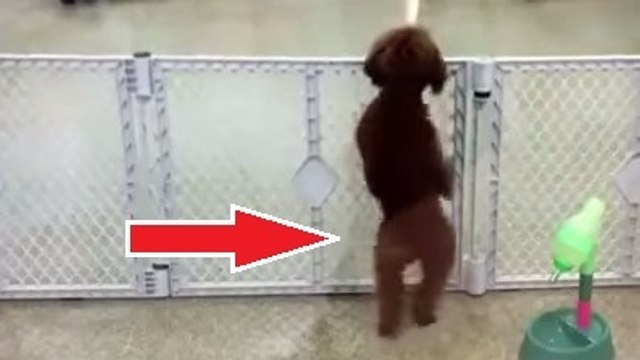 Ce chien a très très envie de voir son maître. Ce qu'il fait pour le convaincre est génial !