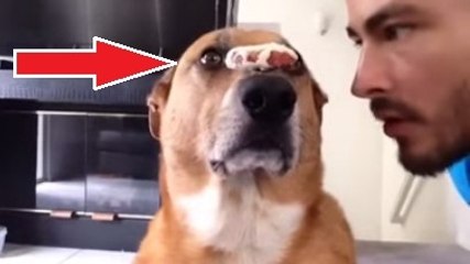 Ce chien est le mieux dressé du monde. Ce qu'il arrive à faire est incroyable !