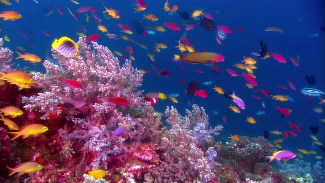 Taucher-Paradies Tubbataha-Riff: Mit Haien durch ein buntes Korallenmeer schwimmen