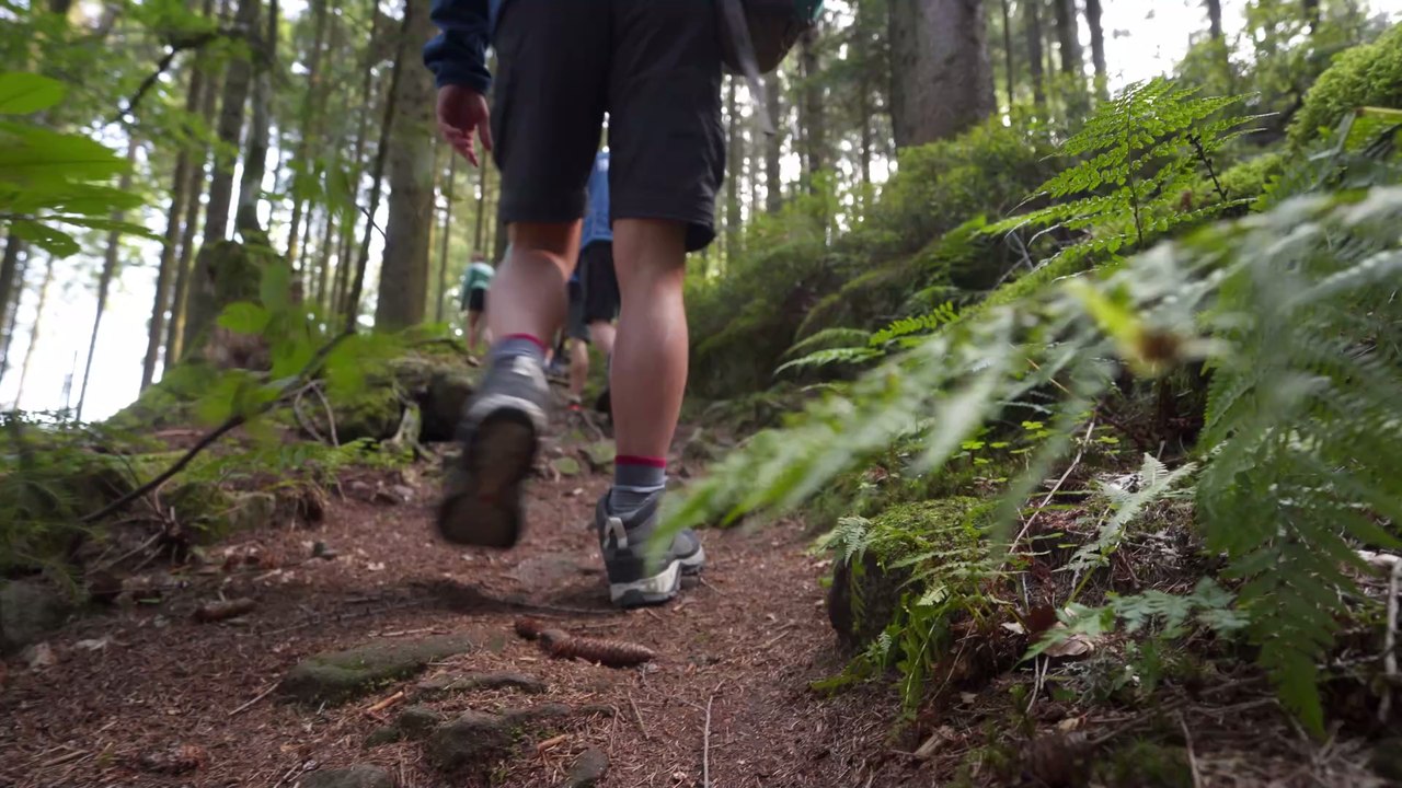 Wandern mit bösen Folgen: Corona-Ausbruch im Wald