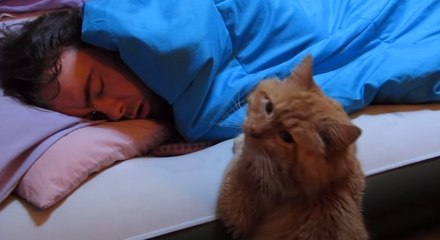 Ce chat veut jouer avec son maître... Mais malheureusement, celui-ci dort à poings fermés !