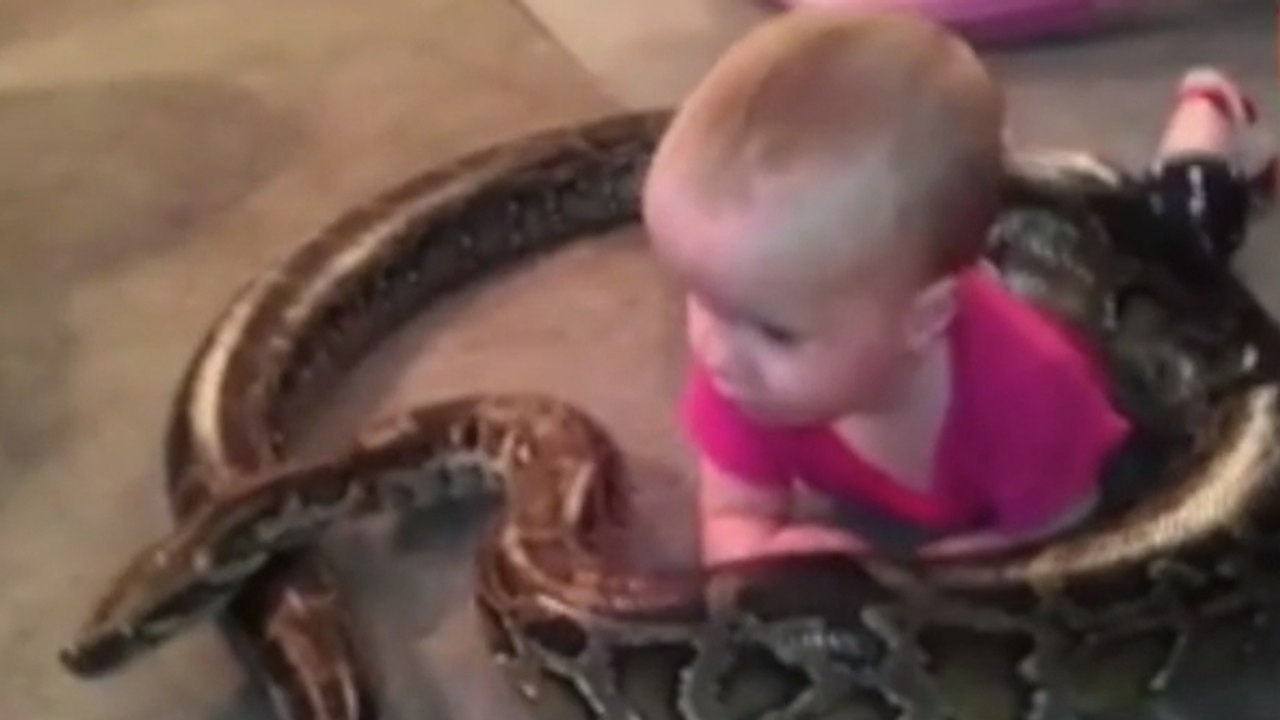 Ce papa a filmé sa fille de 14 mois en train de jouer avec un python