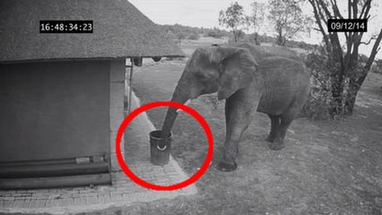Cet éléphant est l'animal le mieux dressé du monde. Vous n'allez pas en revenir