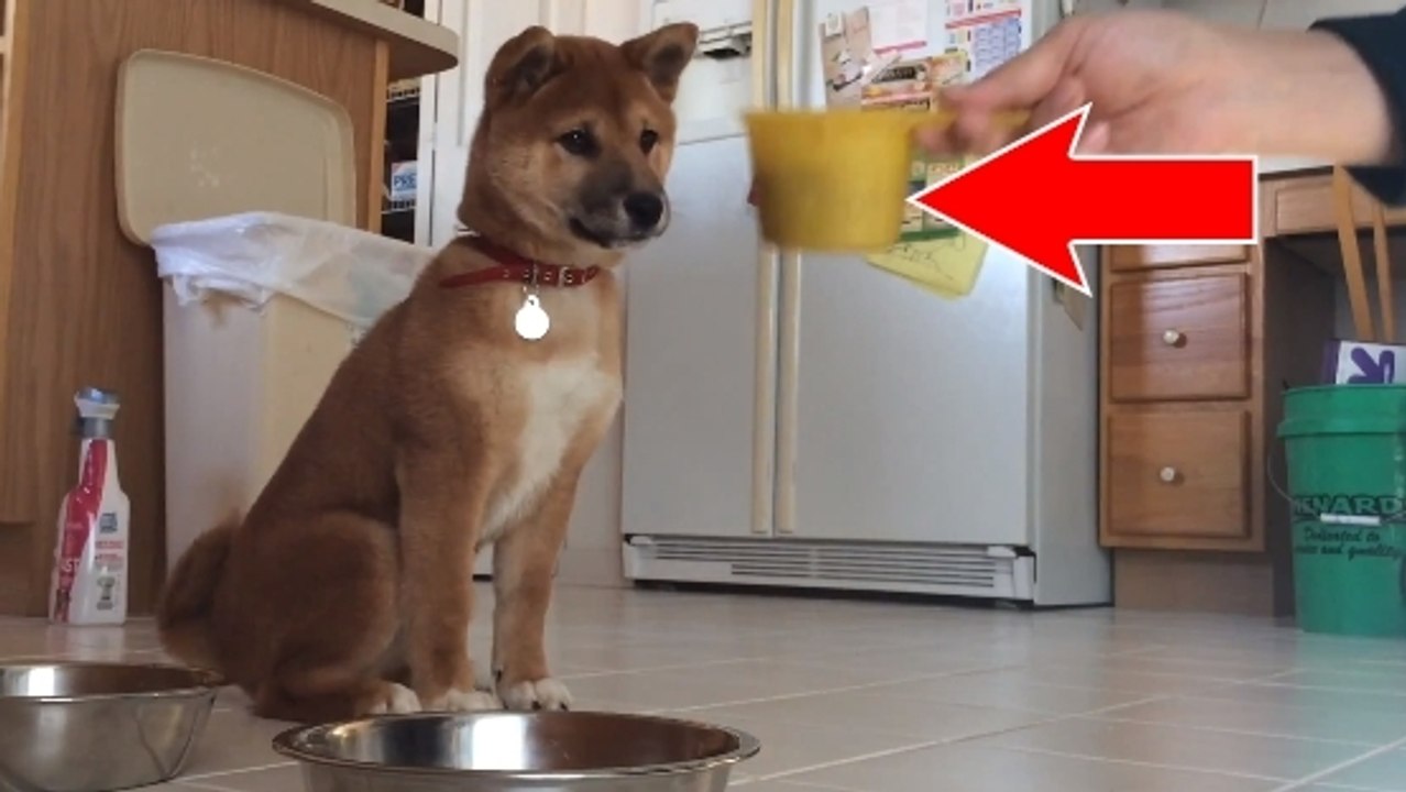 Ce chien a une drôle de réaction quand on lui donne à manger. Il va vous faire rire