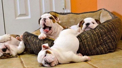 Ce bébé bulldog adore son nouveau lit. Il est carrément adorable !
