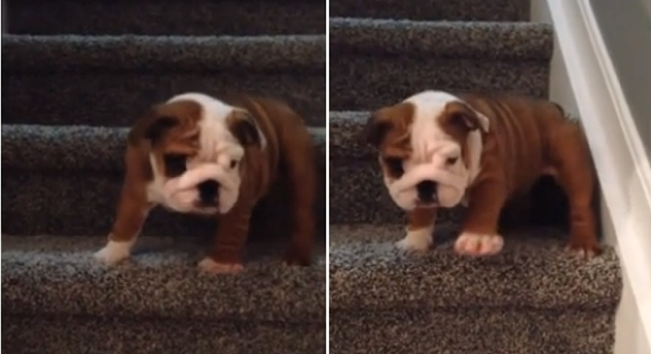 Ce petit bouledogue défie les escaliers. Il va vous faire craquer