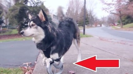 Ce chien est né lourdement handicapé. Mais aujourd'hui, il arrive à tout faire !